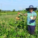 파주유황삼채 이미지