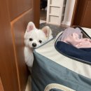 서래안 펫타운 네이버블로그