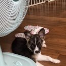 24시 동탄윌 동물의료센터 이미지