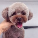 댕스타일 이미지