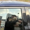 댕댕묭실 이미지