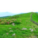 초목 Daum카페