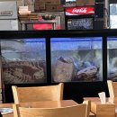 도야지한마리 이미지