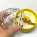 애니워크 | 강아지 노즈워크 장난감 애니마크로 분리불안 해결 후기