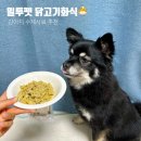 밀투펫 이미지