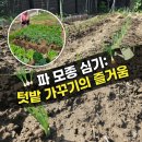 시댁골농장 | 🌱 파 모종 심는 방법 총정리 🌿 초보도 쉽게 따라하는 텃밭 파 키우기 (금산 시골집 후기)