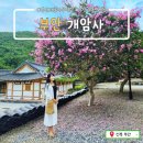 먼마루 벚꽃거리 문 | 전북 부안 개암사_봄엔 벚꽃명소, 지금은 배롱나무꽃을 가득 품은 사찰