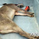 교동멧돼지 이미지