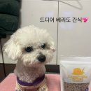 라지독스 이미지