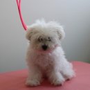 블레스펫 살롱 이미지