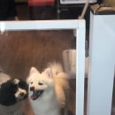 서촌도그살롱 이미지