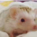 쁘띠샤방 이미지