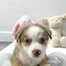 셰퍼트 분양 | 🐶 대구강아지분양 도그하우스 ✨ 귀여운 오시두들 왕자님 분양 안내