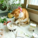 신 달토끼 | 고양이 유산균 변비 설사 해결법, 토끼똥에서 맛동산으로 바꾼 후기