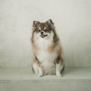 희비꽃비사진관 | 반려동물 강아지 가족사진 증명사진 촬영 및 액자 제작 후기 @꽃비사진관 수원광교점