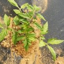 일영농장 이미지