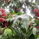 마이산 흑염소 농장 이미지