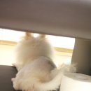 주홍닭발 이미지