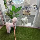 스타일펫츠 | 고양시 야외 애견카페 피터펫츠, 친한 미용실 강아지 달자랑 데이트 🐾