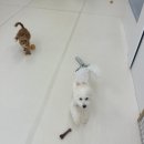 굿댕스쿨 | [부천 애견유치원/부천애견미용] 부천 행동교정 전문 유치원 &#34;굿댕스쿨&#34; 리얼후기