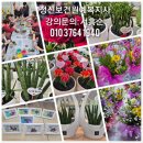 원예테라피_초록식물이 주는 마음의 위로 이미지