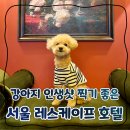귀빈애견 | 서울 레스케이프호텔 애견동반 개모차대여 인생샷 추천