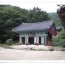 만일향