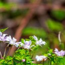 부귀리벗꽃 이미지