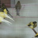 카나리아 이미지