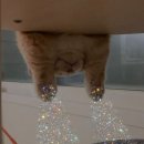 미모아드 이미지