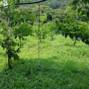 대추나무 이미지