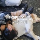 아이멍 | 목동 애견카페 카페멍 아이와 방문한 솔직후기