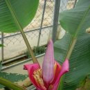 들꽃나라 이미지