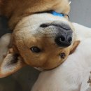 루비켄넬 | 유기견입양카페 '훈트'