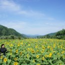 용소폭포 해바라기 네이버블로그