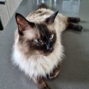 뷰티몽냥 이미지