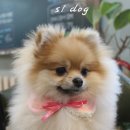 에스엘 독 이미지