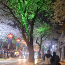보랏빛향기 노래연습장 | 제주도 벚꽃축제 '전농로의 핑크빛 밤'