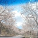 봉계시장 이미지