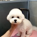 감성그루밍 이미지