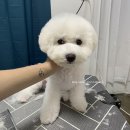 비비드봉 이미지