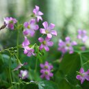 우리화원 이미지