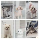 댕댕이 미용실 이미지