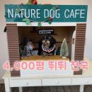 공독 | 강아지 뛰뛰 천국 다녀왔어요! 네이처독 후기