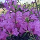 철쭉공원 화장실(동산) 이미지