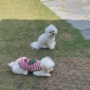멍스 | 여주 대관 가능 반려동물 동반 애견카페 멍스블리스 후기
