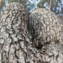 나무와 돌 이미지