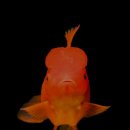 바다네 펜션 이미지