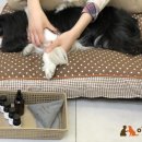 on동물병원 이미지