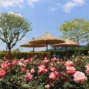 순천만국가정원 이미지